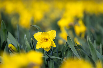 Closeup of classic bright yellow daffodil flowers growing in a field, Skagit County, Washington...