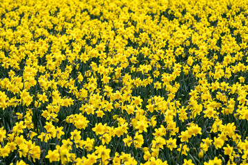 Happy spring, celebrating with classic bright yellow daffodil flowers growing in a field in a mass of yellow flowers backlit by the sun, as a nature background, Skagit County, Washington State
