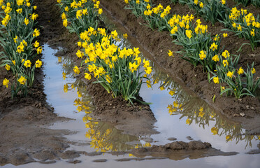 Happy spring, celebrating with classic bright yellow daffodil flowers growing in a field after...