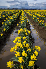 Happy spring, celebrating with classic bright yellow daffodil flowers growing in a field after...