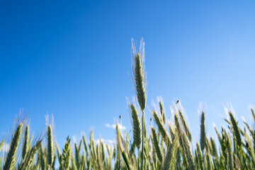 Obraz premium Green unripe barley on a sunny day in summer 