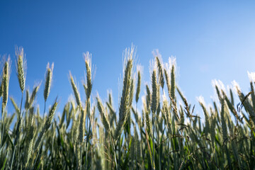 Farm field with green unripe barley on a sunny day in summer 
