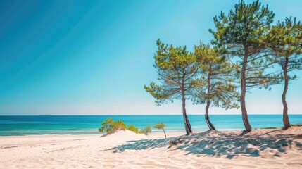 Pine trees on sandy beach under clear blue sky
