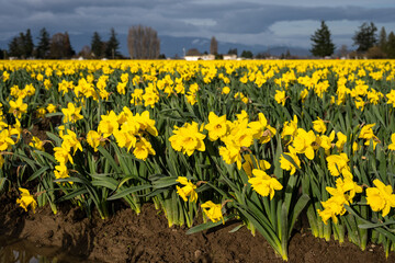 Happy spring, celebrating with classic bright yellow daffodil flowers growing in warm evening light, Skagit County, Washington State

