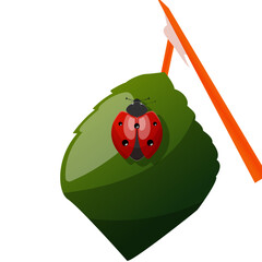 Lady bug on the leaf, cute ladybug, red and black insect