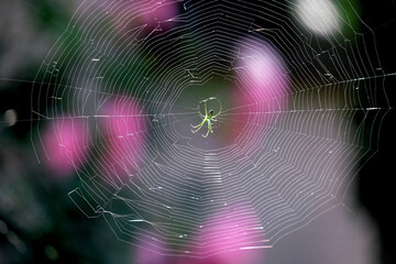 Naklejka premium 蜘蛛の巣