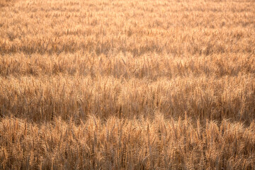 収穫前の麦の穂