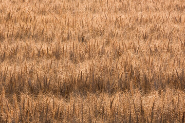 収穫前の麦の穂