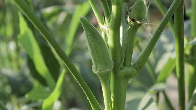 Handheld Slow Motion shot of a Small Okra Growing in a Garden with Ants Crawling on it in the Evening Outside