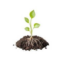 young plant sprout growing from soil isolated on white or transparent png background