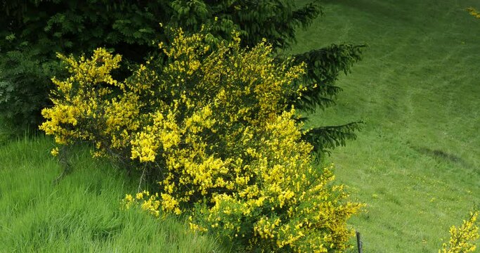 An upright shrub of Common broom or Scottish broom shrub (Cytisus scoparius) with bright yellow spring flowers on an embankment bordering a green meadow
