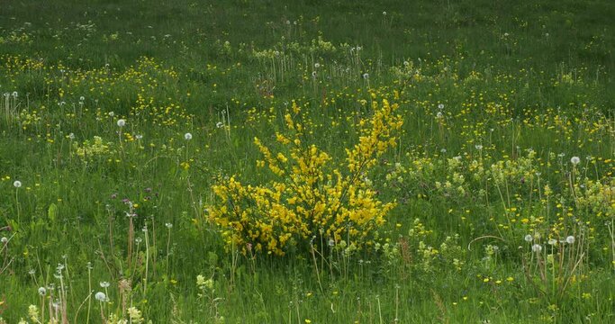 (Cytisus scoparius) Young plant of common broom in the middle of a green meadow bearing a profusion of golden yellow flowers on erect shoots with small green foliage swaying lightly in the wind