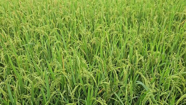 4k pan tilt rice field at Kien Giang province, Mekong Delta Vietnam.