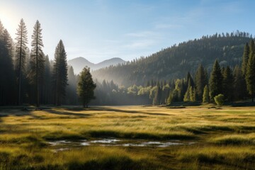 Empty amezon meadow wilderness landscape grassland.