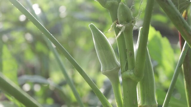 Handheld Slow Motion shot of a Small Okra Growing in a Garden in the Evening with Light Glowing on it