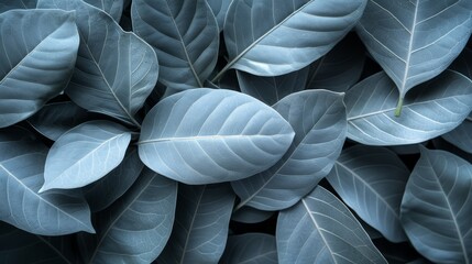 Obraz premium A close-up of a plant with an abundance of green leaves atop, and beneath