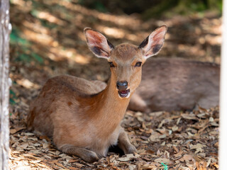 Obraz premium 落葉の上で休む鹿