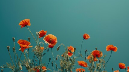 Obraz premium Poppy flowers in full bloom during spring against a blue backdrop
