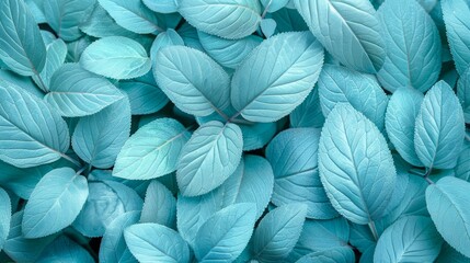  A close-up of blue leaves with green leaves atop and below