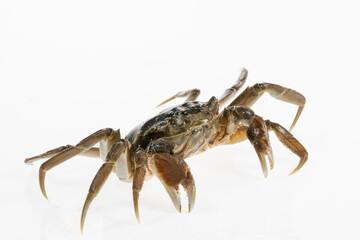 Wild Chinese Mitten Crab, Hairy Crab, in the rivers of Shanghai, China