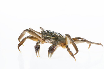 Wild Chinese Mitten Crab, Hairy Crab, in the rivers of Shanghai, China