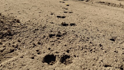畑に残された熊の足跡