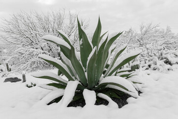 agave cactus in the snow with snow covered background, tucson arizona
