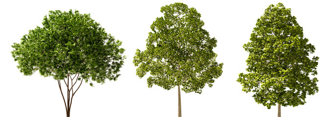 Isolated Highly Detailed Trees On Natural Daylight Collection Group of Trees Highly Realistic Cutout High-Res Set Transparent Background 3D Rendering