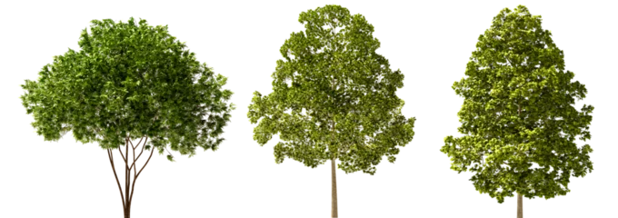 Isolated Highly Detailed Trees On Natural Daylight Collection Group of Trees Highly Realistic Cutout High-Res Set Transparent Background 3D Rendering © IM_VISUALS