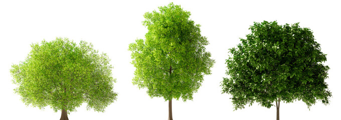 Isolated Highly Detailed Trees On Natural Daylight Collection Group of Trees Highly Realistic Cutout High-Res Set Transparent Background 3D Rendering