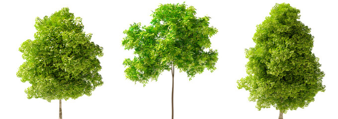 Isolated Highly Detailed Trees On Natural Daylight Collection Group of Trees Highly Realistic Cutout High-Res Set Transparent Background 3D Rendering
