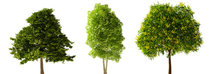 Isolated Highly Detailed Trees On Natural Daylight Collection Group of Trees Highly Realistic Cutout High-Res Set Transparent Background 3D Rendering