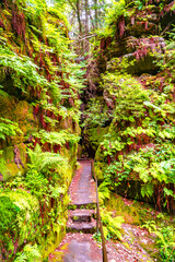 Obraz premium Magical enchanted fairytale forest with fern, moss, lichen, gorge and sandstone rocks at the hiking trail Malerweg, Devil Chamber in the national park Saxon Switzerland, Saxony, Germany