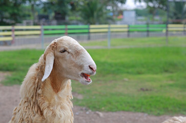 Fototapeta premium Goat at the farm. Portrait of a young Goat.