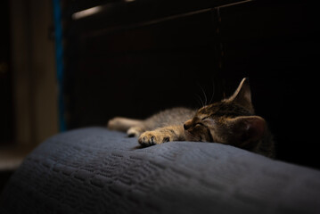 Mascotas: Gato joven, descansando sobre respaldo de sillon.
