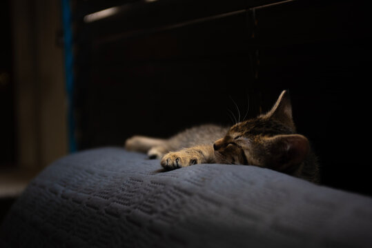Mascotas: Gato joven, descansando sobre respaldo de sillon.