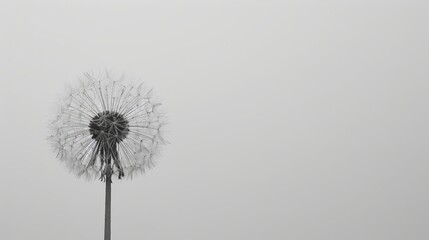  A black-and-white image of a dandelion dancing in the wind against a gray backdrop Gray sky overhead