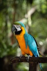 Blue-and-Yellow Macaw