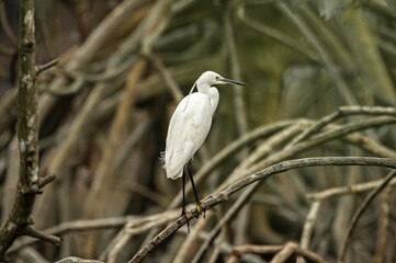 Little Egret found in swamp