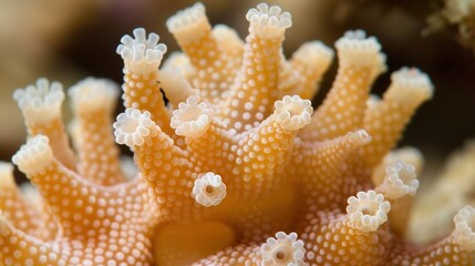   Orange coral close-up