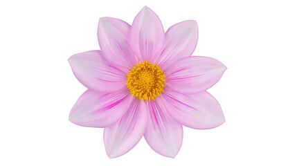   A pink flower in a white background The center is yellow