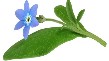   Blue flowers sit atop green leaves in pairs