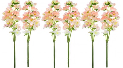   A row of pink and white flowers, all on the same stem