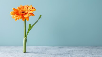  A single orange flower in a glass vase on a table against a light blue background