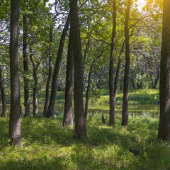 Obraz premium Forest landscape on a quiet sunny summer day.