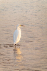 Great egret (Ardea alba), a medium-sized white heron fishing on the sea beach