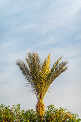 Palm tree with green leaves on blue background