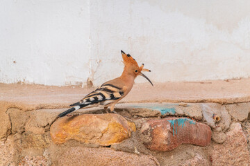 Eurasian hoopoe or Common hoopoe (Upupa epops) bird close-up on the ground © Dmitrii Potashkin