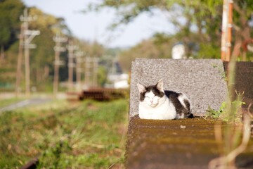 座る猫