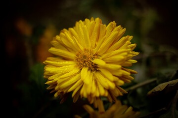 yellow dandelion